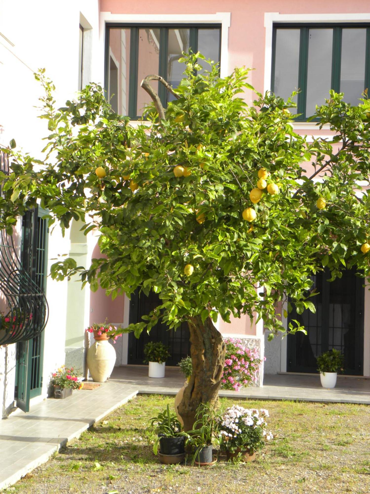 Guest House Cifrino Giffoni Sei Casali Exterior foto